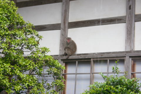 本堂に立つ猿