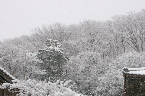 裏山の雪化粧